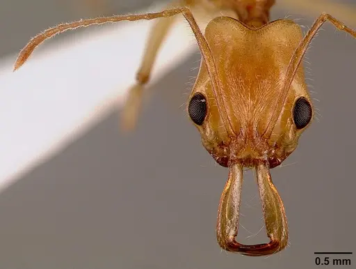 Anochetus traegaordhi specimen SAM-HYM-C001378B image sam-hym-c001378b_3