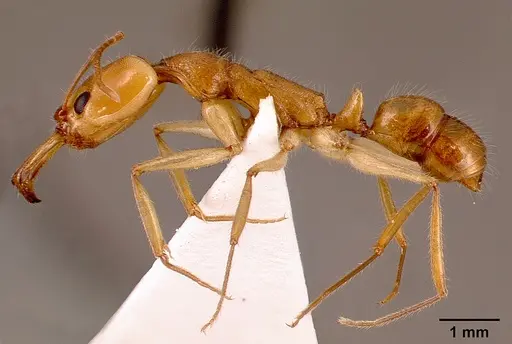 Anochetus traegaordhi specimen SAM-HYM-C001378B image sam-hym-c001378b_4