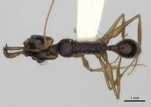 Anochetus tua specimen CASENT0217514 image casent0217514_1