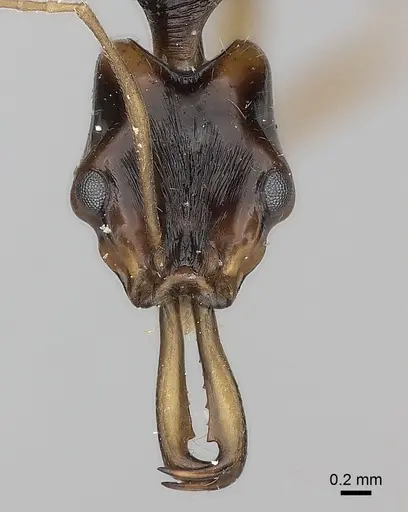 Anochetus tua specimen CASENT0217514 image casent0217514_2