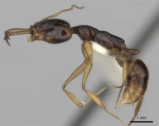 Anochetus tua specimen CASENT0217514 image casent0217514_3