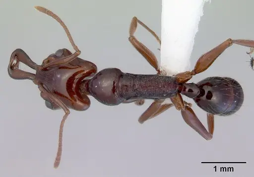 Anochetus turneri specimen CASENT0172372 image casent0172372_1