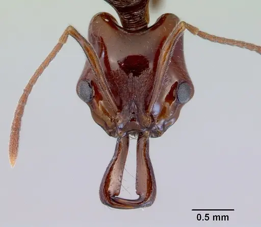 Anochetus turneri specimen CASENT0172372 image casent0172372_2