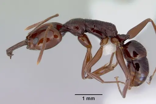 Anochetus turneri specimen CASENT0172372 image casent0172372_3