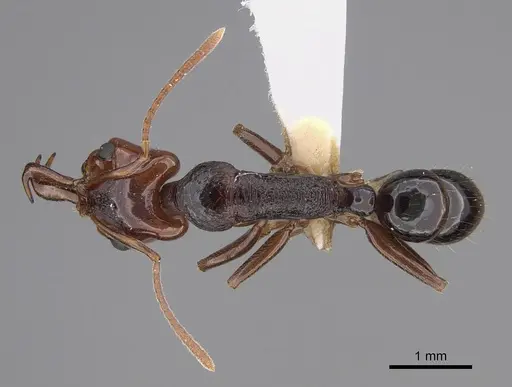 Anochetus turneri specimen CASENT0887808 image casent0887808_1