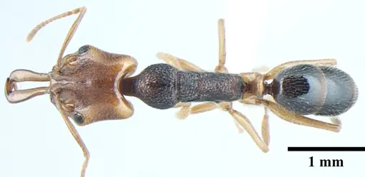 Anochetus validus specimen ANTWEB1008023 image antweb1008023_1