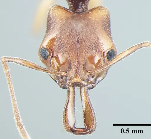 Anochetus validus specimen ANTWEB1008023 image antweb1008023_2