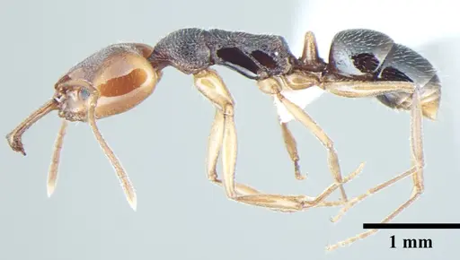 Anochetus validus specimen ANTWEB1008023 image antweb1008023_3