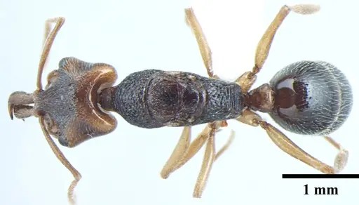 Anochetus validus specimen ANTWEB1008024 image antweb1008024_1