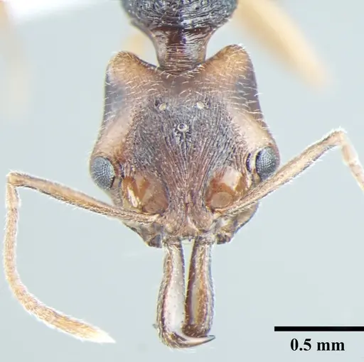 Anochetus validus specimen ANTWEB1008024 image antweb1008024_2
