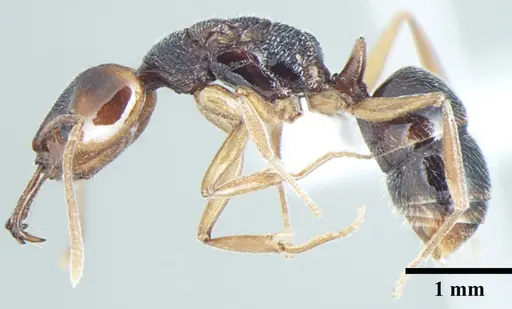 Anochetus validus specimen ANTWEB1008024 image antweb1008024_3