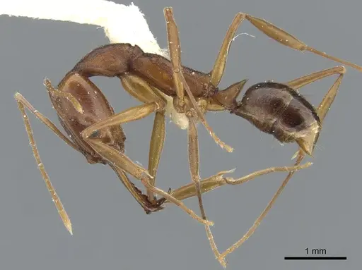 Anochetus vallensis specimen CASENT0902435 image casent0902435_3