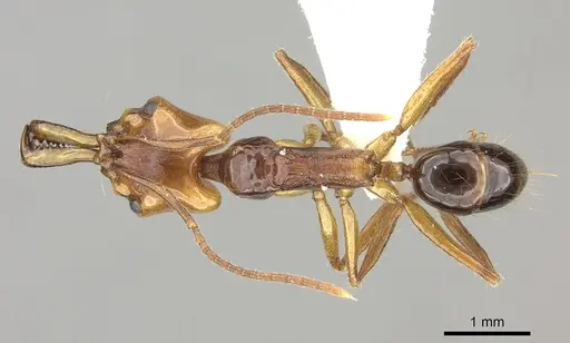 Anochetus variegatus specimen CASENT0260511 image casent0260511_1