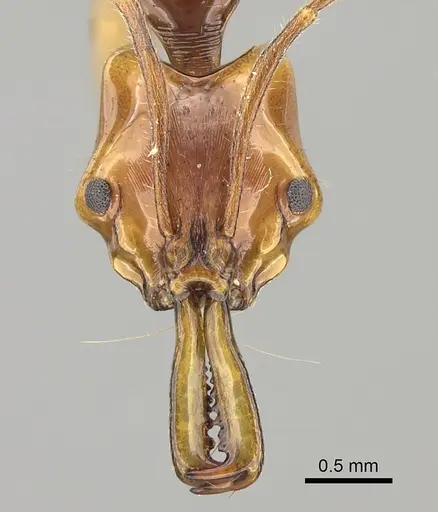 Anochetus variegatus specimen CASENT0260511 image casent0260511_2