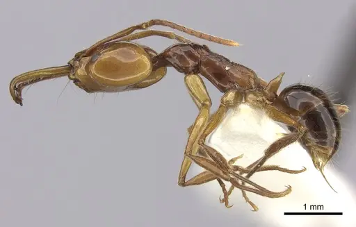 Anochetus variegatus specimen CASENT0260511 image casent0260511_3
