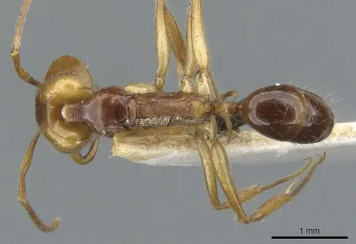 Anochetus variegatus specimen CASENT0902437 image casent0902437_1