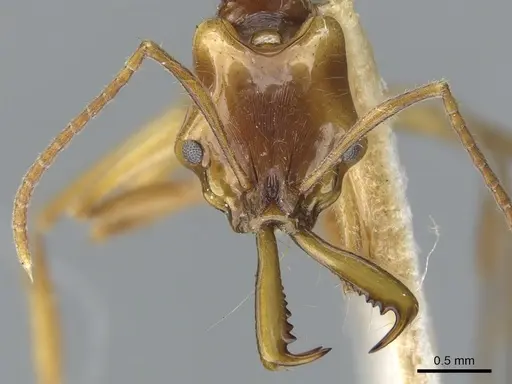 Anochetus variegatus specimen CASENT0902437 image casent0902437_2