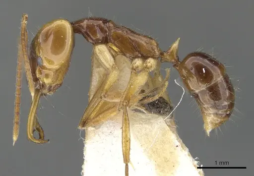 Anochetus variegatus specimen CASENT0902437 image casent0902437_3
