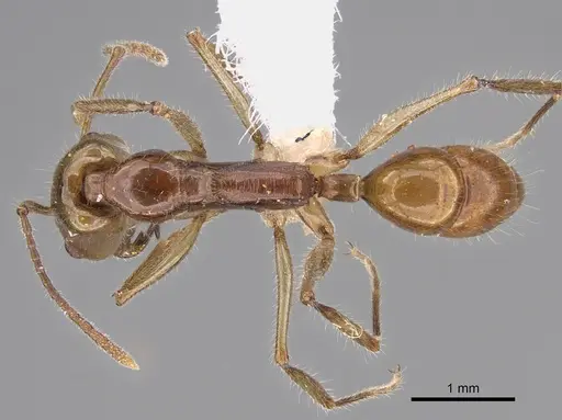 Anochetus veronicae specimen CASENT0887810 image casent0887810_1