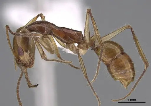 Anochetus veronicae specimen CASENT0887810 image casent0887810_3