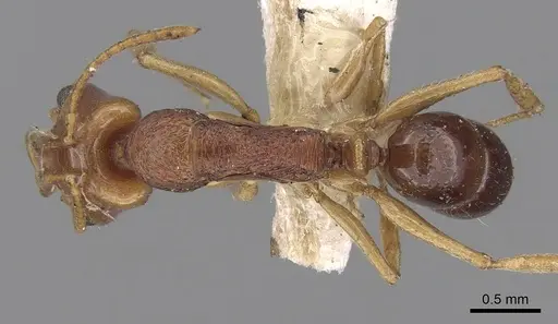 Anochetus yerburyi specimen CASENT0281884 image casent0281884_1