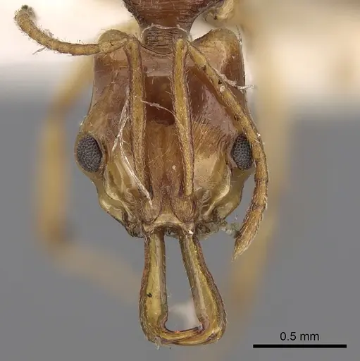 Anochetus yerburyi specimen CASENT0281884 image casent0281884_2
