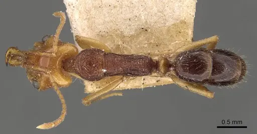 Anochetus yerburyi specimen CASENT0907416 image casent0907416_1