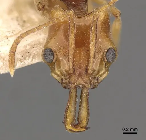 Anochetus yerburyi specimen CASENT0907416 image casent0907416_2