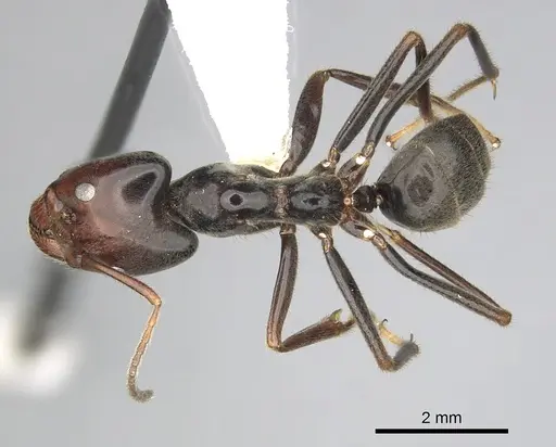 Anonychomyrma anguliceps specimen CASENT0249526 image casent0249526_1