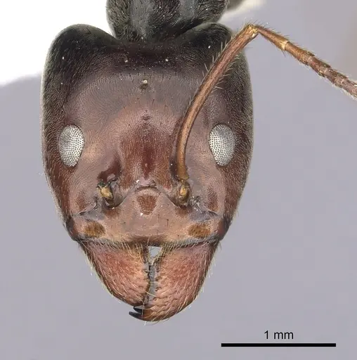 Anonychomyrma anguliceps specimen CASENT0249526 image casent0249526_2