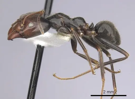 Anonychomyrma anguliceps specimen CASENT0249526 image casent0249526_3