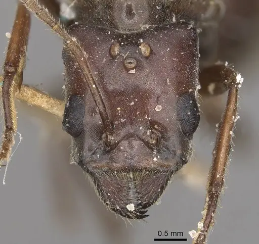 Anonychomyrma anguliceps specimen CASENT0909502 image casent0909502_2