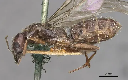 Anonychomyrma anguliceps specimen CASENT0909502 image casent0909502_3