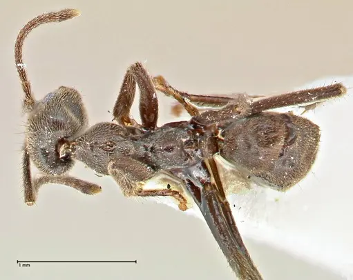 Anonychomyrma angusta specimen FOCOL2808 image focol2808_1