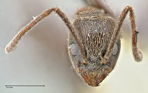 Anonychomyrma angusta specimen FOCOL2808 image focol2808_2