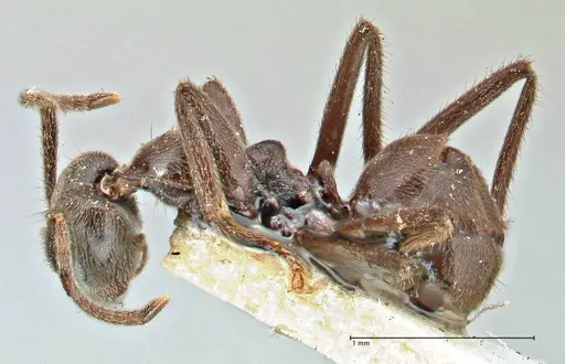 Anonychomyrma angusta specimen FOCOL2808 image focol2808_3