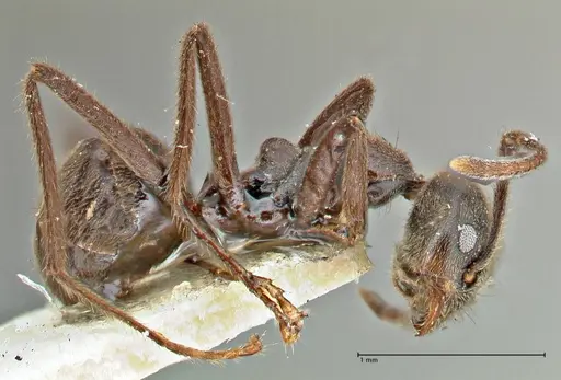 Anonychomyrma angusta specimen FOCOL2808 image focol2808_4