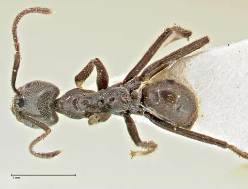 Anonychomyrma angusta specimen FOCOL2809 image focol2809_1