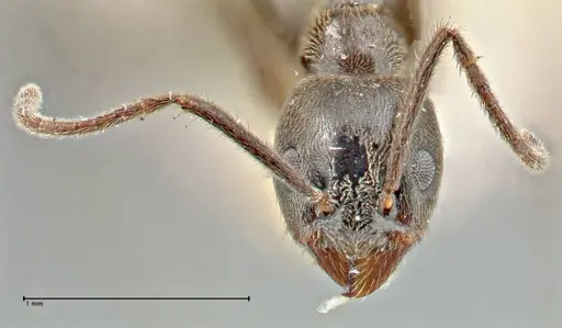 Anonychomyrma angusta specimen FOCOL2809 image focol2809_2