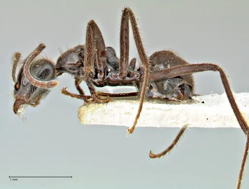Anonychomyrma angusta specimen FOCOL2809 image focol2809_3