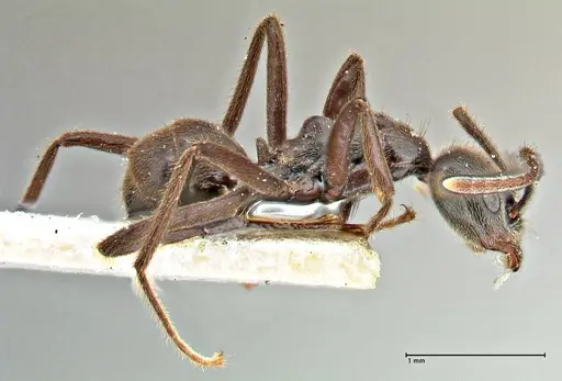 Anonychomyrma angusta specimen FOCOL2809 image focol2809_4