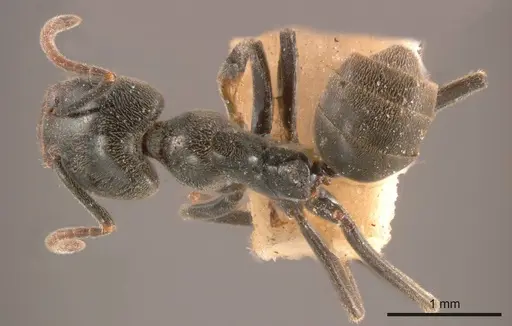 Anonychomyrma biconvexa specimen ANTWEB1008194 image antweb1008194_1