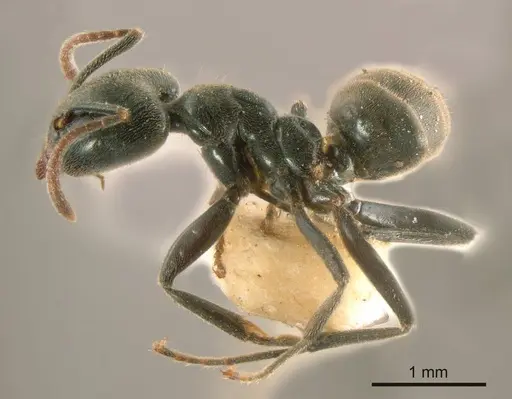Anonychomyrma biconvexa specimen ANTWEB1008194 image antweb1008194_2
