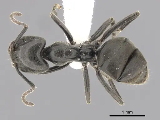 Anonychomyrma biconvexa specimen CASENT0249516 image casent0249516_1