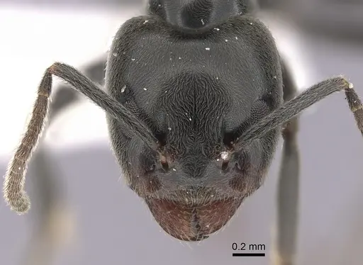 Anonychomyrma biconvexa specimen CASENT0249516 image casent0249516_2