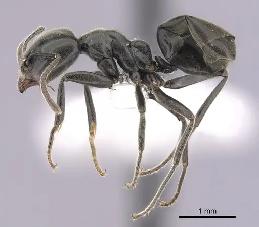Anonychomyrma biconvexa specimen CASENT0249516 image casent0249516_3