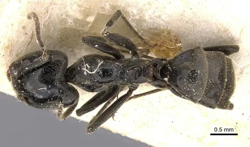 Anonychomyrma biconvexa specimen CASENT0911458 image casent0911458_1