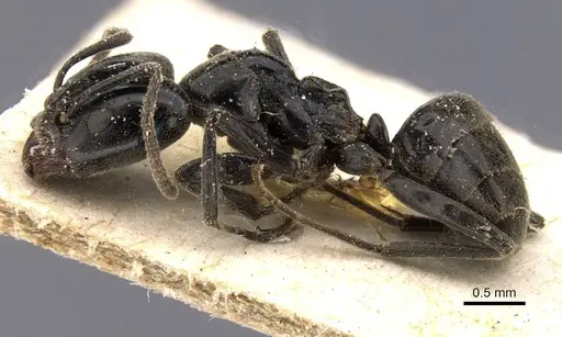 Anonychomyrma biconvexa specimen CASENT0911458 image casent0911458_3