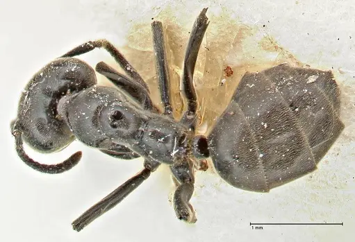 Anonychomyrma biconvexa specimen FOCOL2807 image focol2807_1