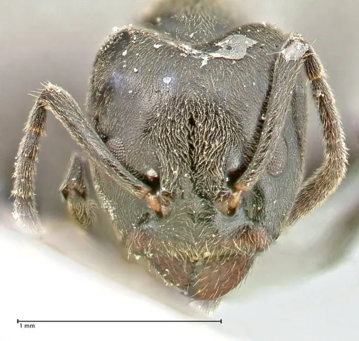 Anonychomyrma biconvexa specimen FOCOL2807 image focol2807_2